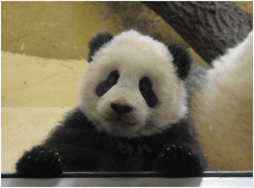 Fu Long (Foto © Copyright 2008 Jutta Kirchner)