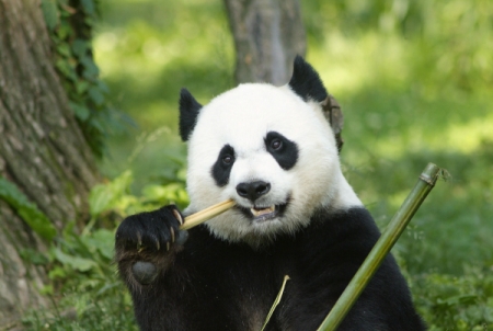 Bild: Mei Xiang (© Jessie Cohen/Smithsonian’s National Zoo)