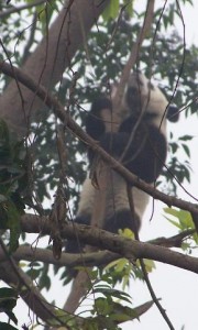pandaimbaum Panda im Baum (Wolong 2007 Filos)