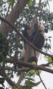 Panda im Baum (Wolong 2007 Filos)