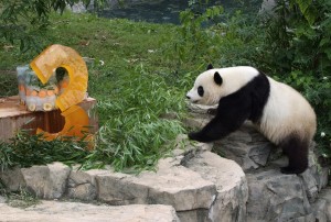 Giant Panda Foto: Mehgan Murphy/Smithsonian’s National Zoo