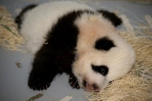 panda_cub_112808_xi-lan Courtesy of Zoo Atlanta
