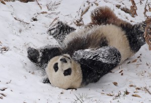 panda-im-schnee2009-1