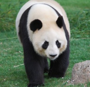Mama: Hua Zui Ba