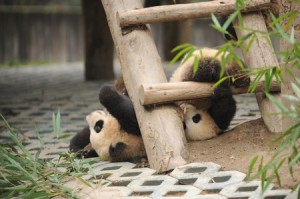 pandaclub4773