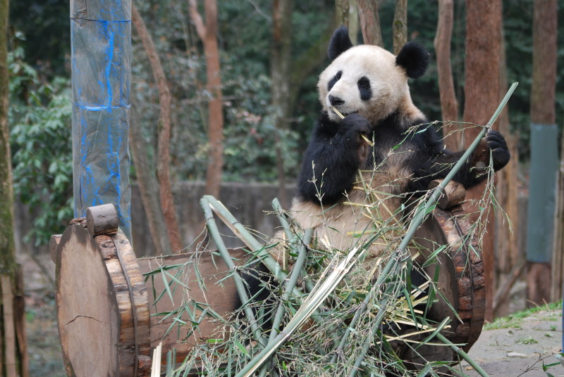Panda-Dung für teuersten Tee der Welt