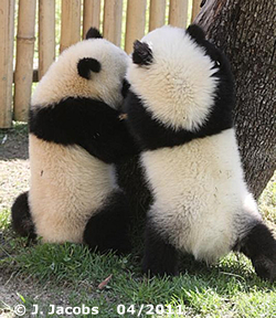 Kung Fu Panda-Quiz