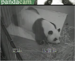 Mei Xiangs Nachwuchsfrage weiter offen