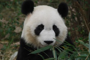 MeiLan2010Nov