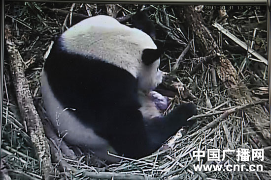 Herbstbaby auf Bifengxia