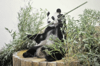 Yang Guang settles into his new home at Edinburgh Zoo