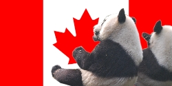 PandaKanada