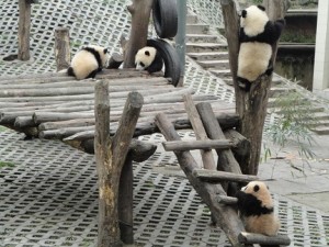 PandaKids201103-00313