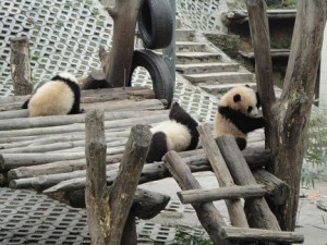 PandaKids201103-00335