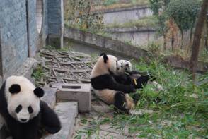 pandahospital