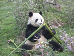china201203D267