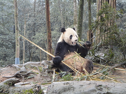 „Tarzan“ Interview  mit CCTV Team