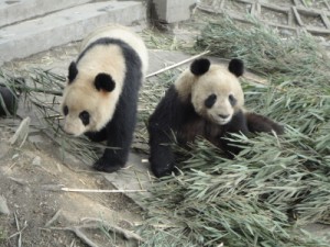 china201203VBA478