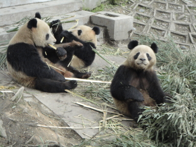 Bambus & Große Pandas