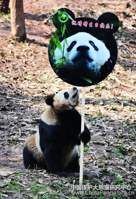 Großer Panda  晴晴 (Qing Qing)
