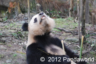 Panda Frühlingsmorgen auf Bi Feng Xia Base