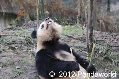 china201203B883