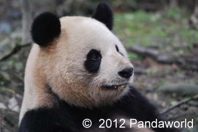 china201203B872