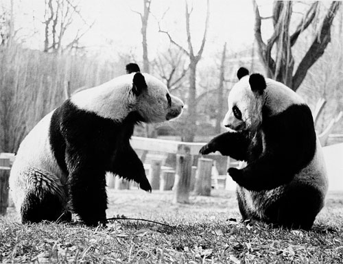 40 Jahre Giant Pandas in dem Smithsonian’s National Zoo