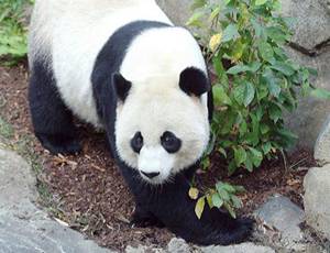 Aus Washington Zoo