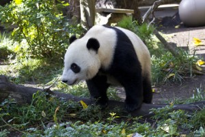 © San Diego Zoo