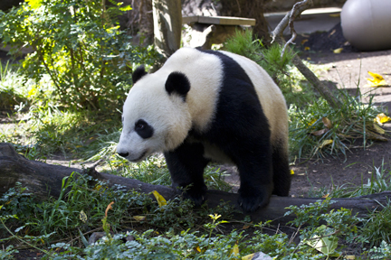 © San Diego Zoo