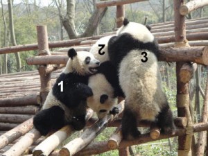 Pandazählung