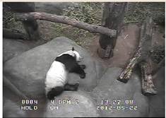 webcam Memphis Zoo