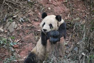 Pandas lieben alte Bäume
