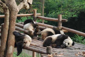 ChinaPanda2010-3-0173