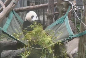 Yun Zi und sein Lernpensum