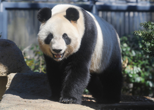 Neues aus dem Ueno Zoo