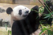 Japan feiert Panda Nachwuchs