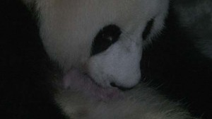 PandaBaby