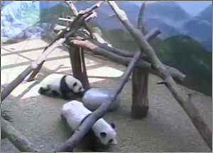 Atlanta Zoo Sommer