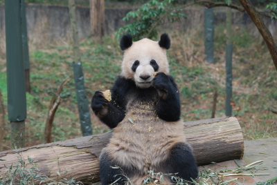 Wu Jie, Singapur Panda Kai Kai