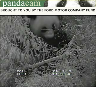 Mei Xiang ist wieder Mama geworden!