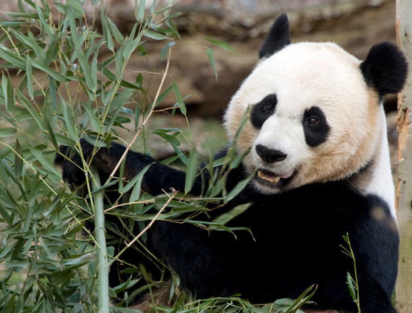 Todesursache von Panda-Baby geklärt