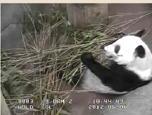 Memphis_Panda