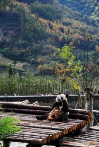 PANDA-1351580071