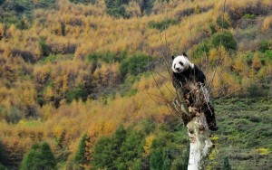 PANDA-1351580090
