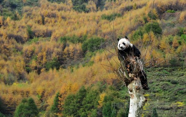 18 Pandas kehren nach Wolong zurück