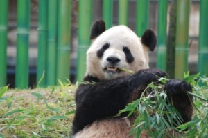 bing Xing