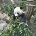 Yun Zi, San Diego