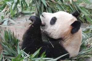 GPanda